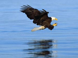 Bald Eagles Fishing on the lake