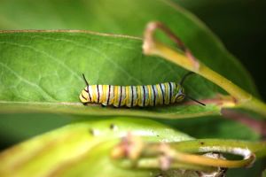 Monarch larva on milkweed