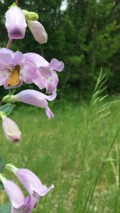 Large-flowered Beardtongue